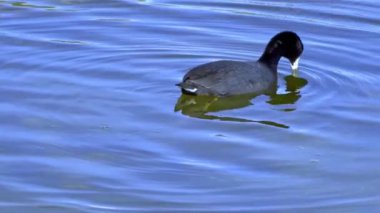 Yazın Güzel Kanada Gölü Üzerinde Ağır Çekimde Amerikan Coot Aileleri