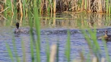 Yazın Güzel Kanada Gölü Üzerinde Ağır Çekimde Amerikan Coot Aileleri