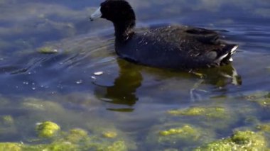 Yazın Güzel Kanada Gölü Üzerinde Ağır Çekimde Amerikan Coot Aileleri
