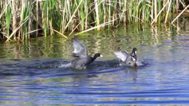 Yazın Güzel Kanada Gölü Üzerinde Ağır Çekimde Amerikan Coot Aileleri
