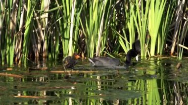 Yazın Güzel Kanada Gölü Üzerinde Ağır Çekimde Amerikan Coot Aileleri
