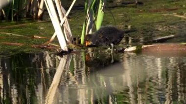 Yazın Güzel Kanada Gölü Üzerinde Ağır Çekimde Amerikan Coot Aileleri