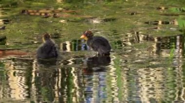 Yazın Güzel Kanada Gölü Üzerinde Ağır Çekimde Amerikan Coot Aileleri