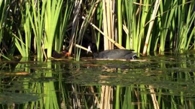 Yazın Güzel Kanada Gölü Üzerinde Ağır Çekimde Amerikan Coot Aileleri