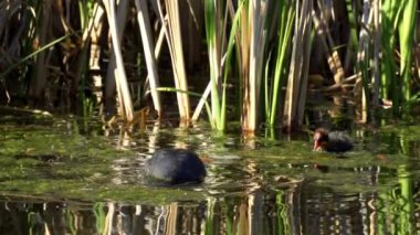 Yazın Güzel Kanada Gölü Üzerinde Ağır Çekimde Amerikan Coot Aileleri