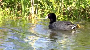 Yazın Güzel Kanada Gölü Üzerinde Ağır Çekimde Amerikan Coot Aileleri