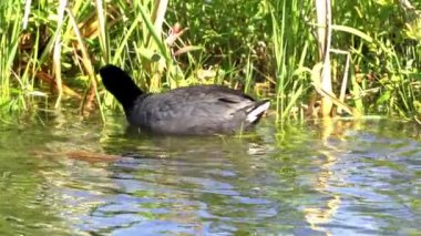 Yazın Güzel Kanada Gölü Üzerinde Ağır Çekimde Amerikan Coot Aileleri