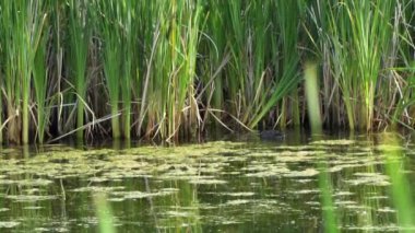 Yazın Kanada 'da yemyeşil bir gölde Amerikan Coot ailelerinin video serisi. Yuva kuran, beslenen ve suyu keşfeden yavruları yakalar. Doğa ve vahşi yaşam projeleri için mükemmel..