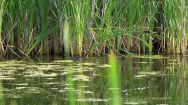 Yazın Kanada 'da yemyeşil bir gölde Amerikan Coot ailelerinin video serisi. Yuva kuran, beslenen ve suyu keşfeden yavruları yakalar. Doğa ve vahşi yaşam projeleri için mükemmel..