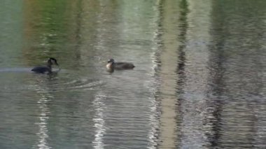 Kızıl boyunlu yunus ailesi bir gölün ortasında yuva yapıyor ve erkek yüzüyor..