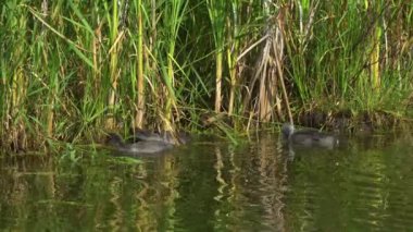Yazın Kanada 'da yemyeşil bir gölde Amerikan Coot ailelerinin video serisi. Yuva kuran, beslenen ve suyu keşfeden yavruları yakalar. Doğa ve vahşi yaşam projeleri için mükemmel..