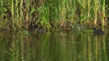 Yazın Kanada 'da yemyeşil bir gölde Amerikan Coot ailelerinin video serisi. Yuva kuran, beslenen ve suyu keşfeden yavruları yakalar. Doğa ve vahşi yaşam projeleri için mükemmel..