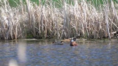 Kuzey Kürekçisi 'nin (Anas clypeata) doğal ortamında zarafetini yakalarken Kanada gölünün dinginliğine dalın..