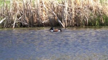 Kuzey Kürekçisi 'nin (Anas clypeata) doğal ortamında zarafetini yakalarken Kanada gölünün dinginliğine dalın..