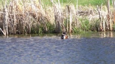 Kuzey Kürekçisi 'nin (Anas clypeata) doğal ortamında zarafetini yakalarken Kanada gölünün dinginliğine dalın..
