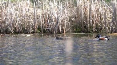 Kuzey Kürekçisi 'nin (Anas clypeata) doğal ortamında zarafetini yakalarken Kanada gölünün dinginliğine dalın..