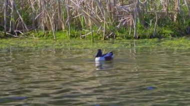Kuzey Kürekçisi 'nin (Anas clypeata) doğal ortamında zarafetini yakalarken Kanada gölünün dinginliğine dalın..