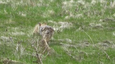 Bir Kanada parkındaki doğal ortamlarında bir çift çakal (Canis latrans) görkeminin tadını çıkarın. 4K çözünürlük ve ağır çekim ile yakalanan bu videolar bu muhteşem hayvanların daha önce hiç görülmemiş davranışlarını ve detaylarını gözler önüne seriyor.. 