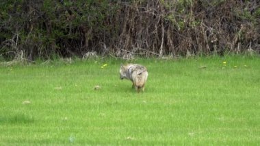 Bir Kanada parkındaki doğal ortamlarında bir çift çakal (Canis latrans) görkeminin tadını çıkarın. 4K çözünürlük ve ağır çekim ile yakalanan bu videolar bu muhteşem hayvanların daha önce hiç görülmemiş davranışlarını ve detaylarını gözler önüne seriyor.. 