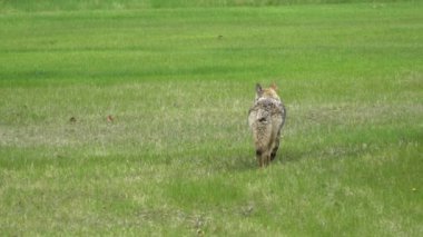 Bir Kanada parkındaki doğal ortamlarında bir çift çakal (Canis latrans) görkeminin tadını çıkarın. 4K çözünürlük ve ağır çekim ile yakalanan bu videolar bu muhteşem hayvanların daha önce hiç görülmemiş davranışlarını ve detaylarını gözler önüne seriyor.. 