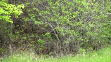Bir Kanada parkındaki doğal ortamlarında bir çift çakal (Canis latrans) görkeminin tadını çıkarın. 4K çözünürlük ve ağır çekim ile yakalanan bu videolar bu muhteşem hayvanların daha önce hiç görülmemiş davranışlarını ve detaylarını gözler önüne seriyor.. 