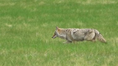 Bir Kanada parkındaki doğal ortamlarında bir çift çakal (Canis latrans) görkeminin tadını çıkarın. 4K çözünürlük ve ağır çekim ile yakalanan bu videolar bu muhteşem hayvanların daha önce hiç görülmemiş davranışlarını ve detaylarını gözler önüne seriyor.. 