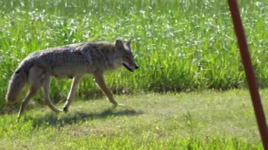 Bir Kanada parkındaki doğal ortamlarında bir çift çakal (Canis latrans) görkeminin tadını çıkarın. 4K çözünürlük ve ağır çekim ile yakalanan bu videolar bu muhteşem hayvanların daha önce hiç görülmemiş davranışlarını ve detaylarını gözler önüne seriyor.. 