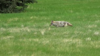 Bir çift çakal (Canis latrans) Kanada parkındaki doğal ortamlarında görkemlidir. 4K çözünürlük ve ağır çekim ile yakalanan bu videolar bu muhteşem hayvanların daha önce hiç görülmemiş davranışlarını ve detaylarını gözler önüne seriyor.. 