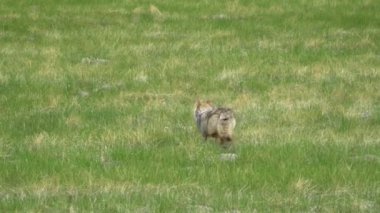 Bir çift çakal (Canis latrans) Kanada parkındaki doğal ortamlarında görkemlidir. 4K çözünürlük ve ağır çekim ile yakalanan bu videolar bu muhteşem hayvanların daha önce hiç görülmemiş davranışlarını ve detaylarını gözler önüne seriyor.. 