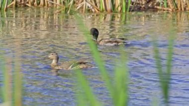 Yazın Kanada 'da yemyeşil bir göldeki Mallard ördek ailelerinin video serisi. Yüzme, beslenme ve aile etkileşimlerini sakin ve doğal bir ortamda yakalar. Doğa ve vahşi yaşam projeleri için ideal..