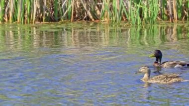Yazın Kanada 'da yemyeşil bir göldeki Mallard ördek ailelerinin video serisi. Yüzme, beslenme ve aile etkileşimlerini sakin ve doğal bir ortamda yakalar. Doğa ve vahşi yaşam projeleri için ideal..