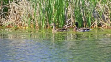 Yazın Kanada 'da yemyeşil bir göldeki Mallard ördek ailelerinin video serisi. Yüzme, beslenme ve aile etkileşimlerini sakin ve doğal bir ortamda yakalar. Doğa ve vahşi yaşam projeleri için ideal..