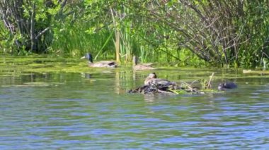 Yazın Kanada 'da yemyeşil bir göldeki Mallard ördek ailelerinin video serisi. Yüzme, beslenme ve aile etkileşimlerini sakin ve doğal bir ortamda yakalar. Doğa ve vahşi yaşam projeleri için ideal..