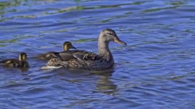 Yazın Kanada 'da yemyeşil bir göldeki Mallard ördek ailelerinin video serisi. Yüzme, beslenme ve aile etkileşimlerini sakin ve doğal bir ortamda yakalar. Doğa ve vahşi yaşam projeleri için ideal..