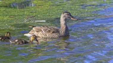 Yazın Kanada 'da yemyeşil bir göldeki Mallard ördek ailelerinin video serisi. Yüzme, beslenme ve aile etkileşimlerini sakin ve doğal bir ortamda yakalar. Doğa ve vahşi yaşam projeleri için ideal..