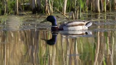 Yazın Kanada 'da yemyeşil bir göldeki Mallard ördek ailelerinin video serisi. Yüzme, beslenme ve aile etkileşimlerini sakin ve doğal bir ortamda yakalar. Doğa ve vahşi yaşam projeleri için ideal..