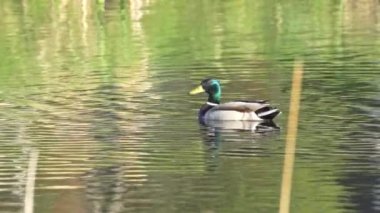 Yazın Kanada 'da yemyeşil bir göldeki Mallard ördek ailelerinin video serisi. Yüzme, beslenme ve aile etkileşimlerini sakin ve doğal bir ortamda yakalar. Doğa ve vahşi yaşam projeleri için ideal..