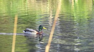 Yazın Kanada 'da yemyeşil bir göldeki Mallard ördek ailelerinin video serisi. Yüzme, beslenme ve aile etkileşimlerini sakin ve doğal bir ortamda yakalar. Doğa ve vahşi yaşam projeleri için ideal..