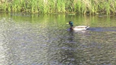 Yazın Kanada 'da yemyeşil bir göldeki Mallard ördek ailelerinin video serisi. Yüzme, beslenme ve aile etkileşimlerini sakin ve doğal bir ortamda yakalar. Doğa ve vahşi yaşam projeleri için ideal..