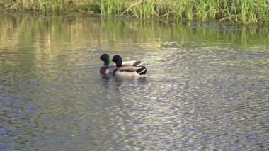 Yazın Kanada 'da yemyeşil bir göldeki Mallard ördek ailelerinin video serisi. Yüzme, beslenme ve aile etkileşimlerini sakin ve doğal bir ortamda yakalar. Doğa ve vahşi yaşam projeleri için ideal..