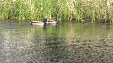 Yazın Kanada 'da yemyeşil bir göldeki Mallard ördek ailelerinin video serisi. Yüzme, beslenme ve aile etkileşimlerini sakin ve doğal bir ortamda yakalar. Doğa ve vahşi yaşam projeleri için ideal..