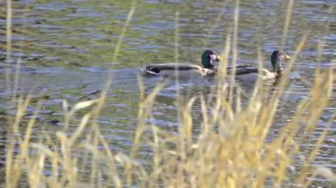 Yazın Kanada 'da yemyeşil bir göldeki Mallard ördek ailelerinin video serisi. Yüzme, beslenme ve aile etkileşimlerini sakin ve doğal bir ortamda yakalar. Doğa ve vahşi yaşam projeleri için ideal..