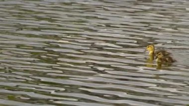 Yazın Kanada 'da yemyeşil bir göldeki Mallard ördek ailelerinin video serisi. Yüzme, beslenme ve aile etkileşimlerini sakin ve doğal bir ortamda yakalar. Doğa ve vahşi yaşam projeleri için ideal..