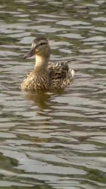 Yazın Kanada 'da yemyeşil bir göldeki Mallard ördek ailelerinin video serisi. Yüzme, beslenme ve aile etkileşimlerini sakin ve doğal bir ortamda yakalar. Doğa ve vahşi yaşam projeleri için ideal..