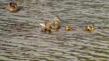 Yazın Kanada 'da yemyeşil bir göldeki Mallard ördek ailelerinin video serisi. Yüzme, beslenme ve aile etkileşimlerini sakin ve doğal bir ortamda yakalar. Doğa ve vahşi yaşam projeleri için ideal..