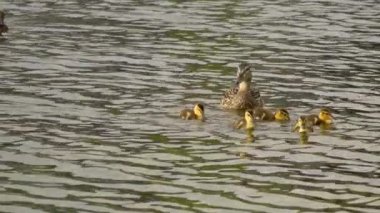 Yazın Kanada 'da yemyeşil bir göldeki Mallard ördek ailelerinin video serisi. Yüzme, beslenme ve aile etkileşimlerini sakin ve doğal bir ortamda yakalar. Doğa ve vahşi yaşam projeleri için ideal..