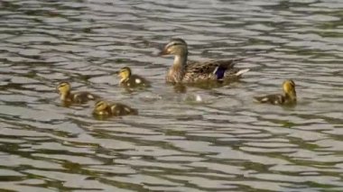 Yazın Kanada 'da yemyeşil bir göldeki Mallard ördek ailelerinin video serisi. Yüzme, beslenme ve aile etkileşimlerini sakin ve doğal bir ortamda yakalar. Doğa ve vahşi yaşam projeleri için ideal..