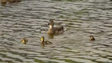 Yazın Kanada 'da yemyeşil bir göldeki Mallard ördek ailelerinin video serisi. Yüzme, beslenme ve aile etkileşimlerini sakin ve doğal bir ortamda yakalar. Doğa ve vahşi yaşam projeleri için ideal..