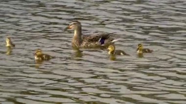 Yazın Kanada 'da yemyeşil bir göldeki Mallard ördek ailelerinin video serisi. Yüzme, beslenme ve aile etkileşimlerini sakin ve doğal bir ortamda yakalar. Doğa ve vahşi yaşam projeleri için ideal..