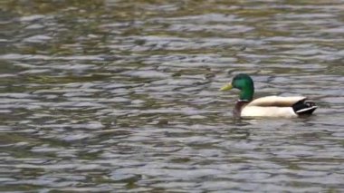 Yazın Kanada 'da yemyeşil bir göldeki Mallard ördek ailelerinin video serisi. Yüzme, beslenme ve aile etkileşimlerini sakin ve doğal bir ortamda yakalar. Doğa ve vahşi yaşam projeleri için ideal..